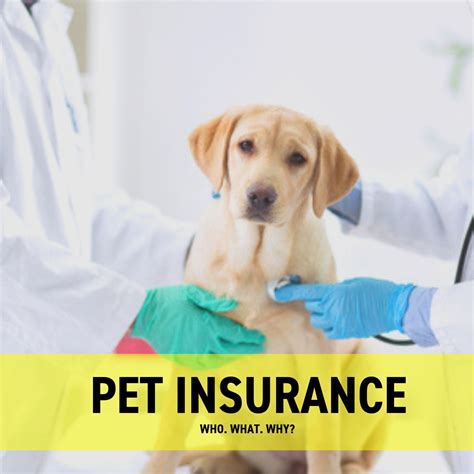 Pet Insurance for Dogs: Everything You Need to Know.